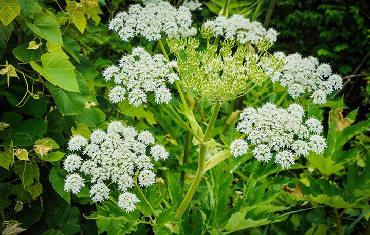 Giant Hogweed