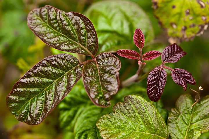 Poison Oak