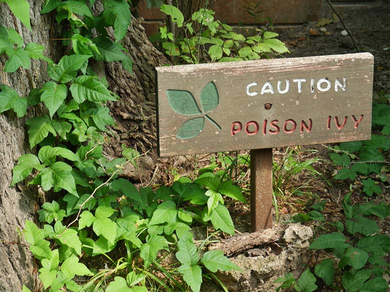Poisonous Plants 