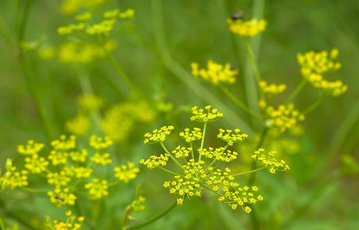 Wild Parsnip