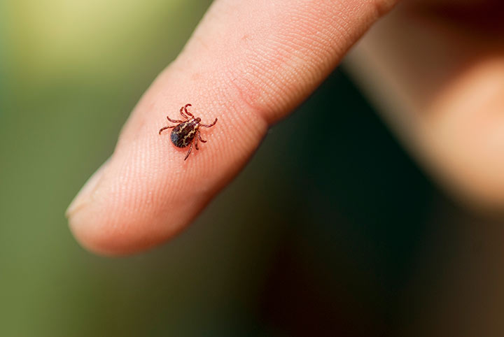 a tick on a finger