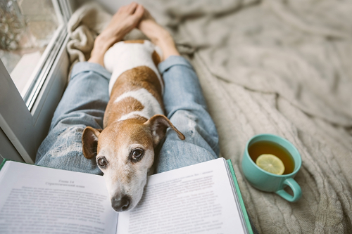 Dog resting head on book