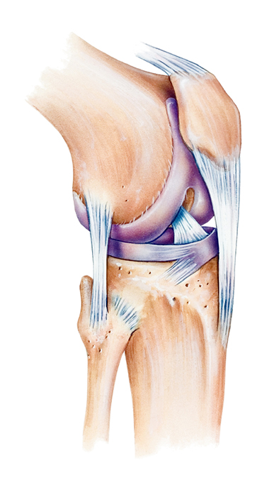 Orthopaedics Research