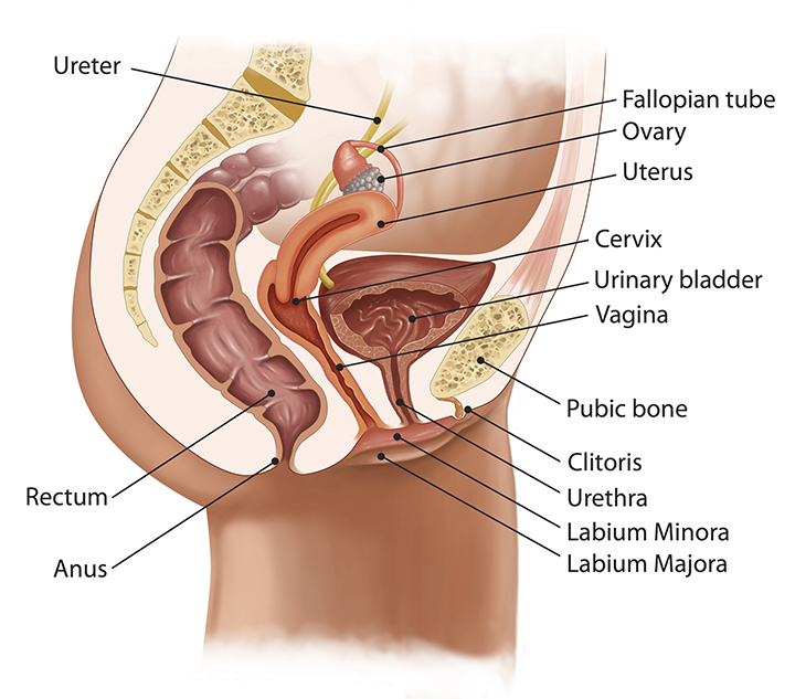 Pelvic Prolapse Northshore